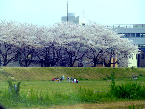 柳瀬川の桜
